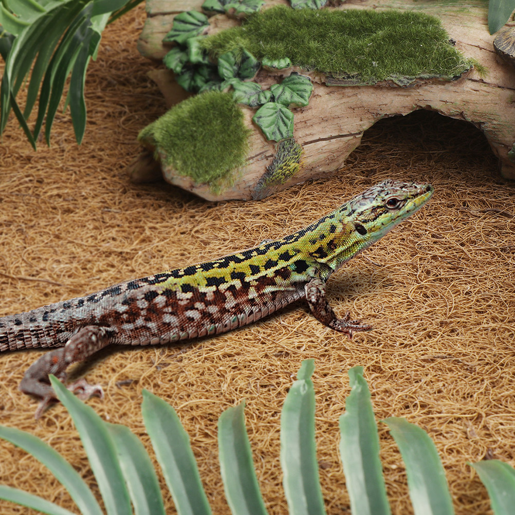 Reptile Carpet Natural Coconut - Substrate Coconut Fiber ulasan dan harga