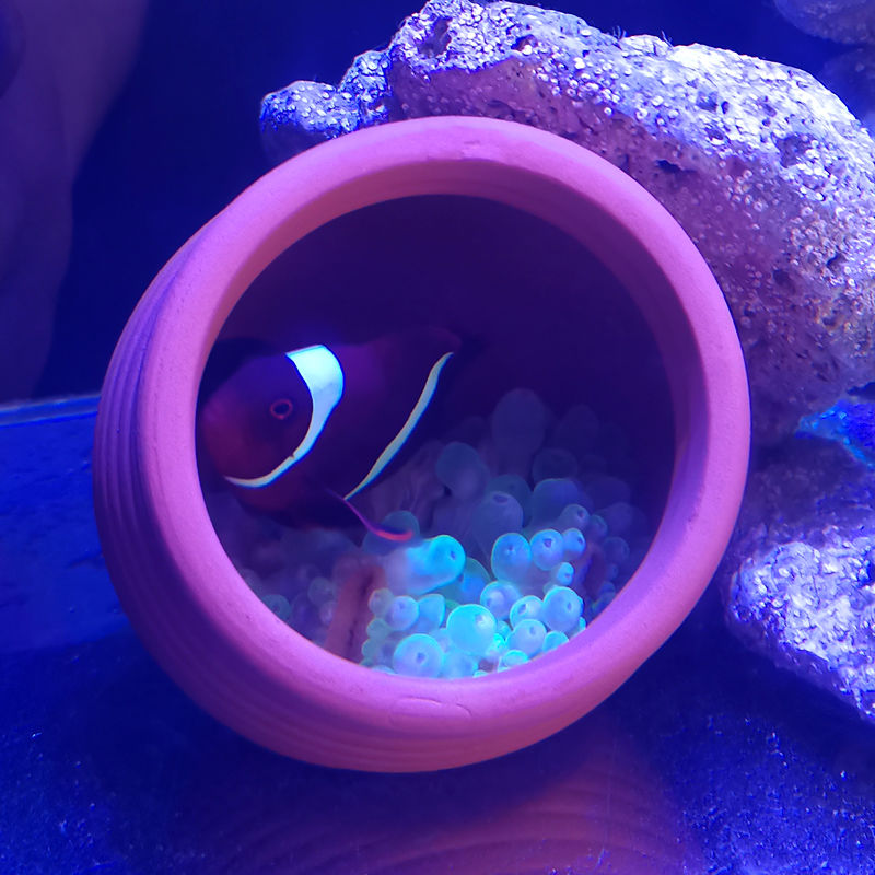 Ceramics Jar Fish Tank Decorat - Hide Cave Ceramic ulasan dan harga